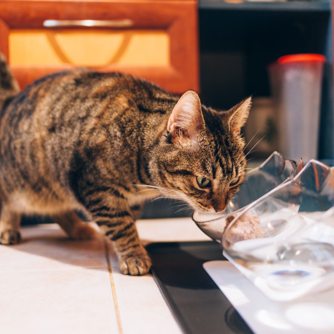 Orthopedic Anti-Vomiting Cat Bowl™